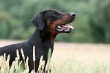 DOBERMANN 225